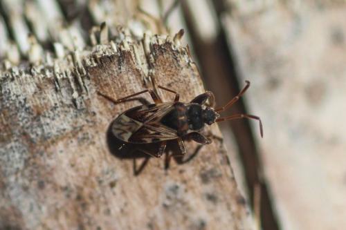 Réf. 219 887 : Scolopostethus sp.
